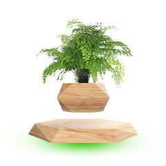 Levitating Bonsai Floating Plant Holder