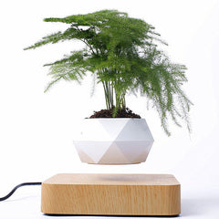 Levitating Bonsai Floating Plant Holder