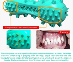 Chew Guard Rubber Molar Stick for Aggressive Dogs